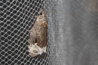 Apotomis capreana