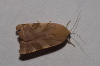 Noctua fimbriata