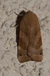 Noctua fimbriata
