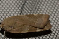 Noctua fimbriata