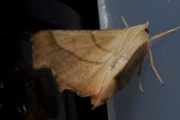Ennomos fuscantaria