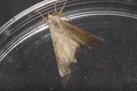 Ennomos fuscantaria