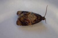 Ditula angustiorana