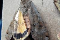 Noctua pronuba
