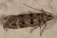 Bryotropha domestica
