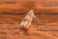 Epinotia tenerana