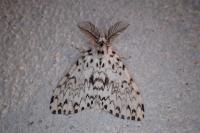 Lymantria monacha