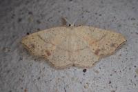 Cyclophora punctaria