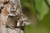 Catocala fulminea