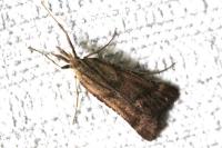 Synaphe punctalis