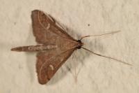 Dolicharthria punctalis