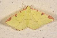 Opisthograptis luteolata