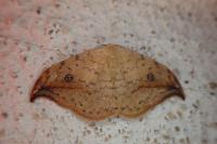Drepana falcataria