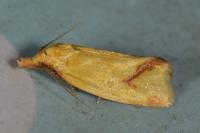 Agapeta hamana
