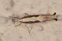 Ypsolopha dentella