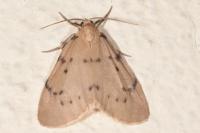 Paidia rica