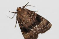Amphipyra pyramidea