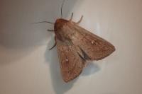 Mythimna ferrago