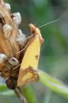 Agapeta zoegana