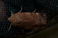 Noctua fimbriata