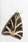 Euplagia quadripunctaria