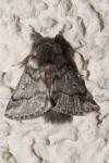 Thaumetopoea processionea