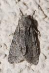 Asteroscopus sphinx