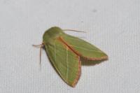 Pseudoips prasinanus