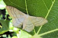 Idaea aversata