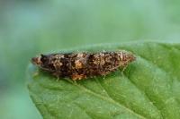 Endothenia ustulana