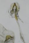 Endothenia ustulana
