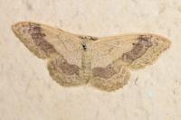 Idaea aversata