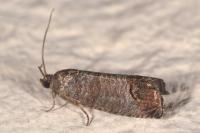 Cydia pomonella