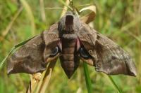 Smerinthus ocellatus ocellatus