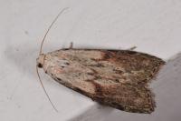 Aphomia sociella