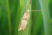 Epinotia tenerana