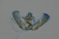 Epinotia tenerana
