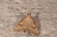 Udea fulvalis