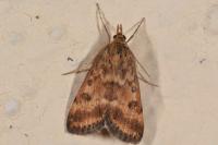 Pyrausta despicata despicata