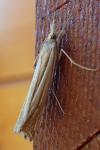 Ancylolomia