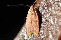 Carcina quercana