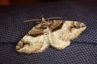 Pareulype berberata berberata