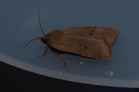 Noctua comes