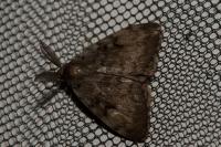 Lymantria dispar