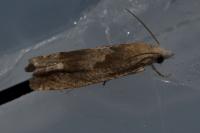 Eucosma hohenwartiana