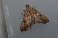 Endotricha flammealis