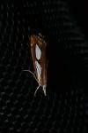 Catoptria pinella