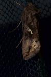 Autographa gamma