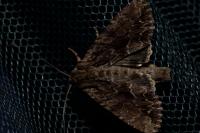 Apamea monoglypha monoglypha