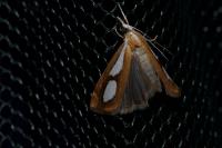 Catoptria pinella